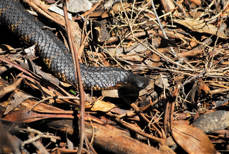South Coast Track  - tiger snake (2) (800x537).jpg