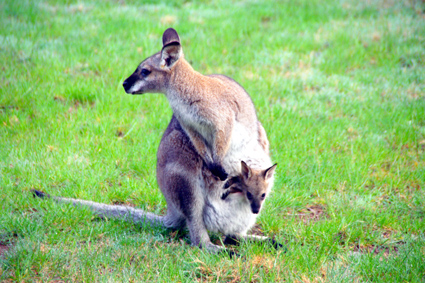 Wallaby and joey.jpg