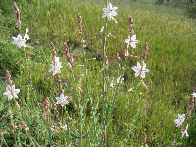 Flowers, Wyperfeld National Park_0194.jpg