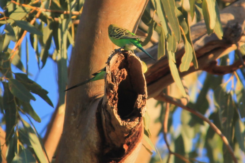 Budgie 2.JPG