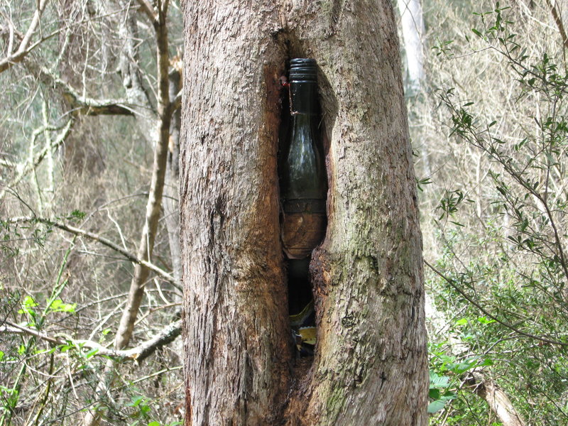 Tree with bottle.JPG