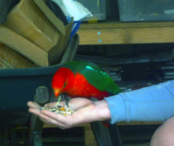 King Parrot.jpg