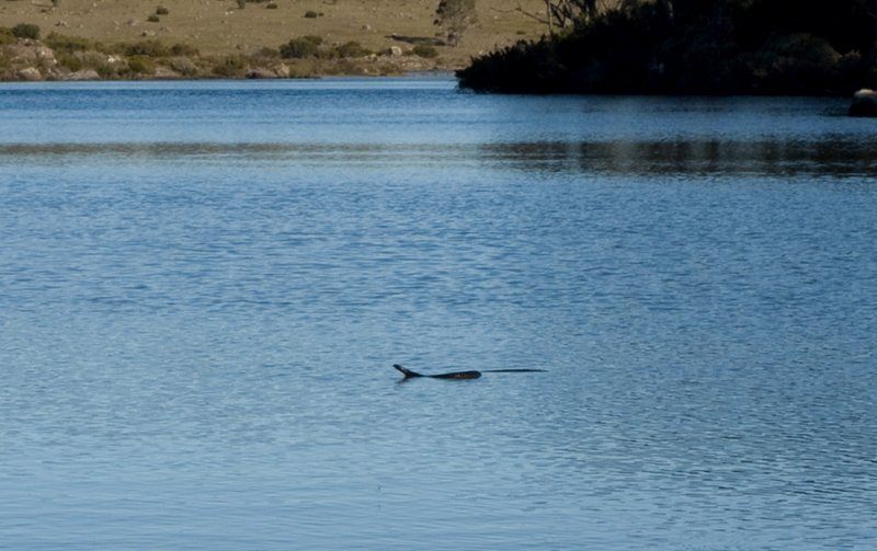 Silver Lake Snake.jpg