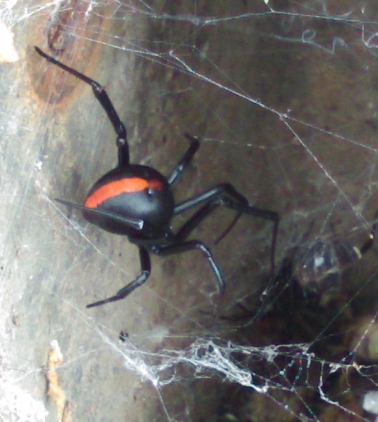 Red Back.jpg