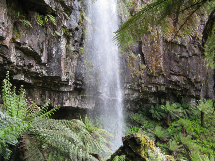 Bindaree ferns.jpg