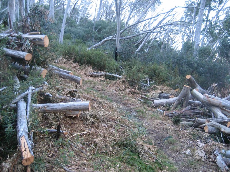 Quartz Spur tree cutting_0103.jpg