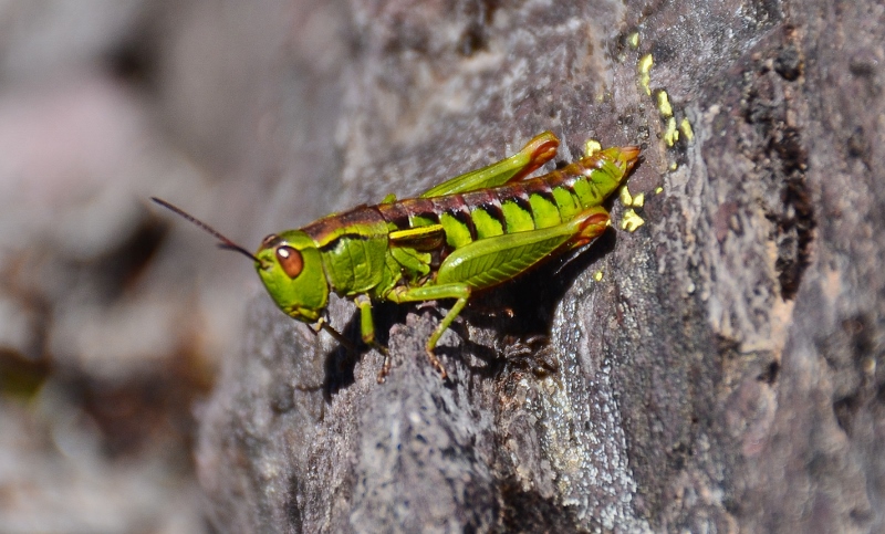 Alpine Grasshopper (4).jpg