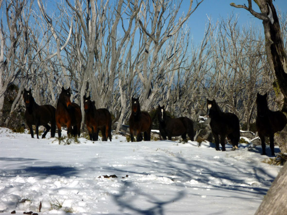 Feral horses Fitz 1.jpg