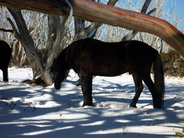 Feral horses Fitz 2.jpg