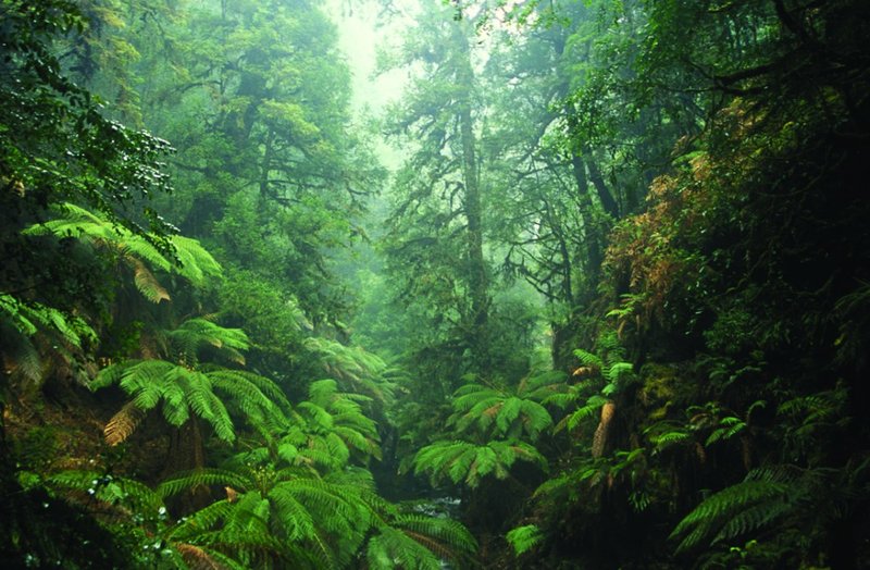 Arthur-River-rainforests-in-the-Tarkine-Photo-by-Ted-Mead.jpg