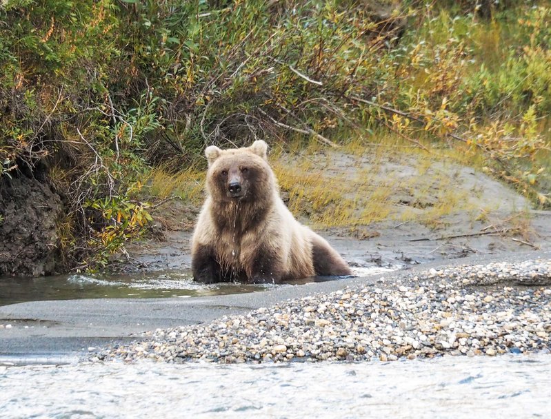 Ben's bathing bear.jpg