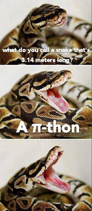 python.jpg