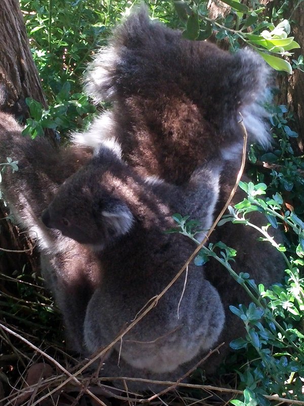 Koala and young_KatabanutTrk_BlanketBay.jpg