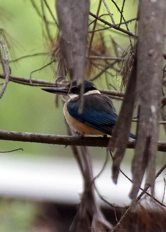 Azure kingfisher.jpg