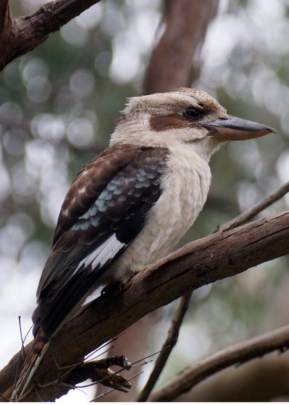 Kooka for Steve 2.jpg