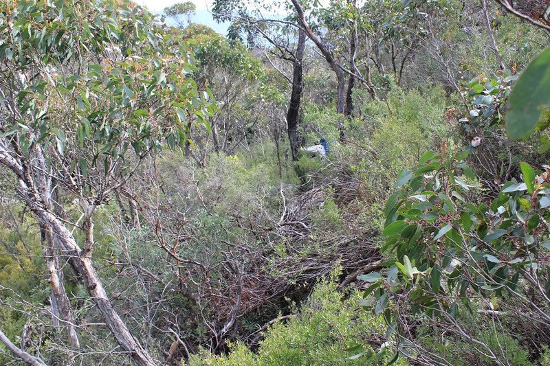 4 Thick scrub descending to saddle.jpg