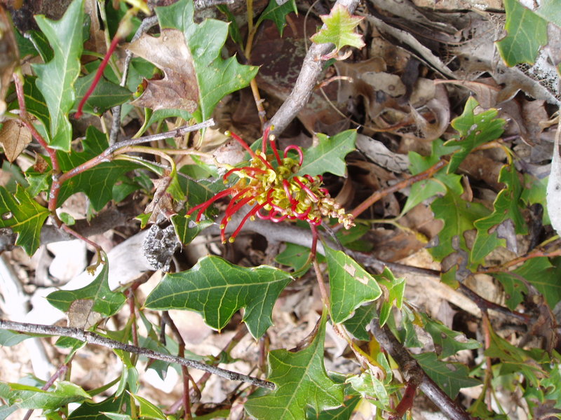 Grevillia Steiglitziana Brisbane ranges grevillia.JPG