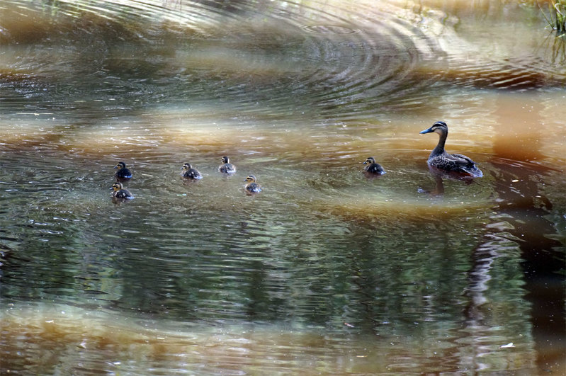 duck-family.jpg