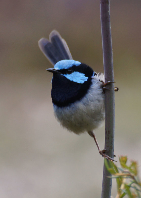 male-blue-wren-9-12.jpg