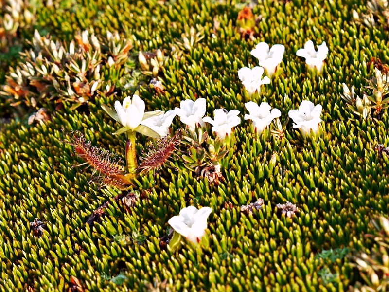 z Cushion plant flowering.JPG