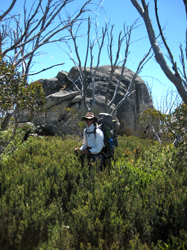 Bushwalk_IMG_6877.jpg