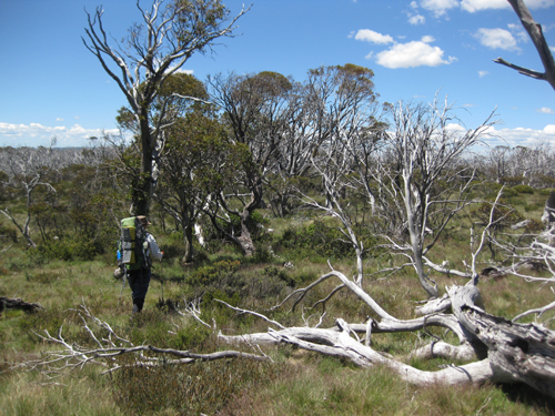 Bushwalk_IMG_6879.jpg