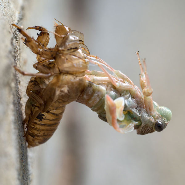 Cicada-01-w.jpg