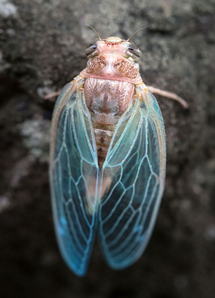 Cicada-03-w.jpg