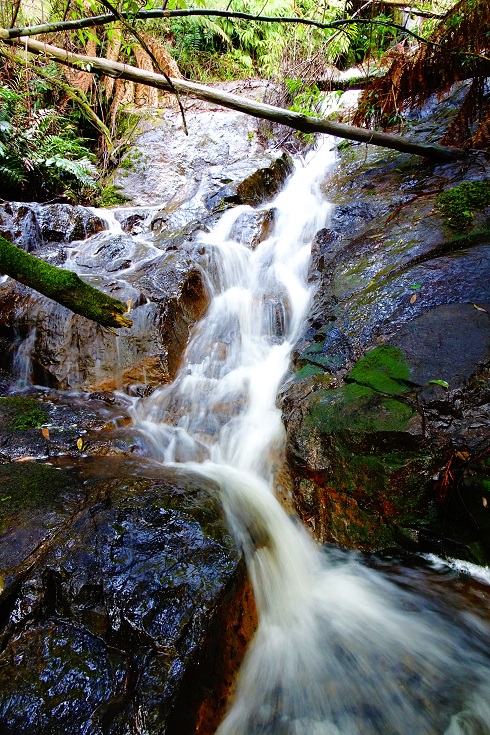 Cascades 2 - Toolangi SF.jpg