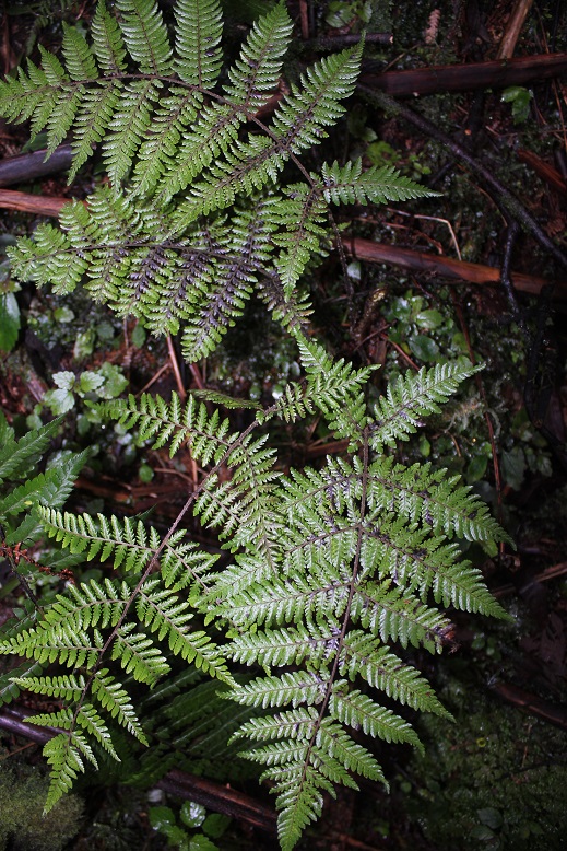 tree fern.jpg