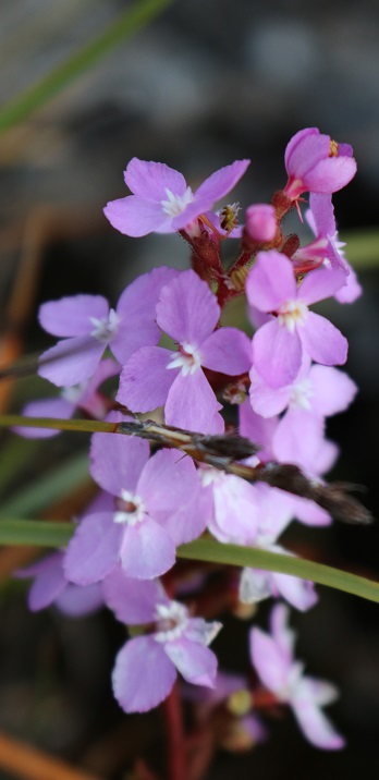 Stylidium graminifolium.jpg