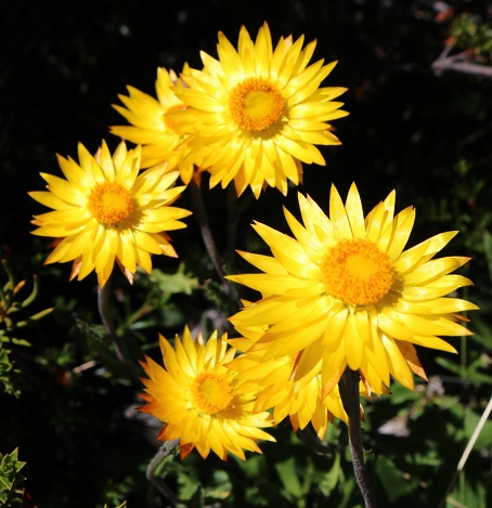 Xerochrysum subundulatum.jpg