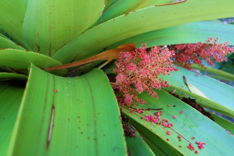 Richea pandanifolia.jpg