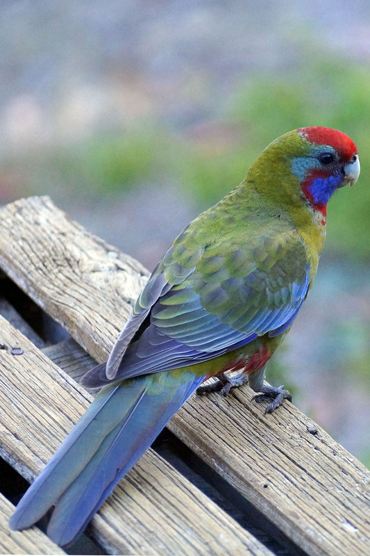 Green-rosella 2.jpg