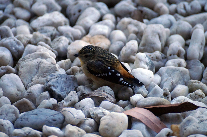 Spotted Pardalote.jpg