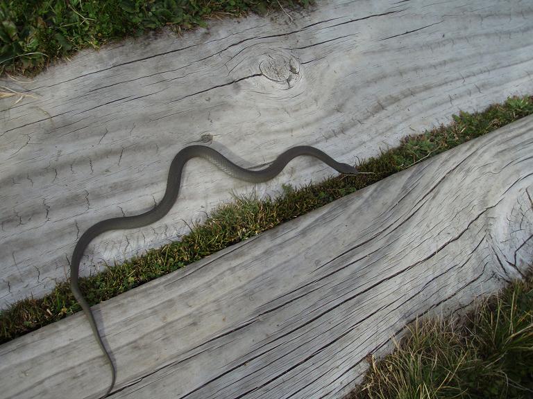 white lipped snake.jpg