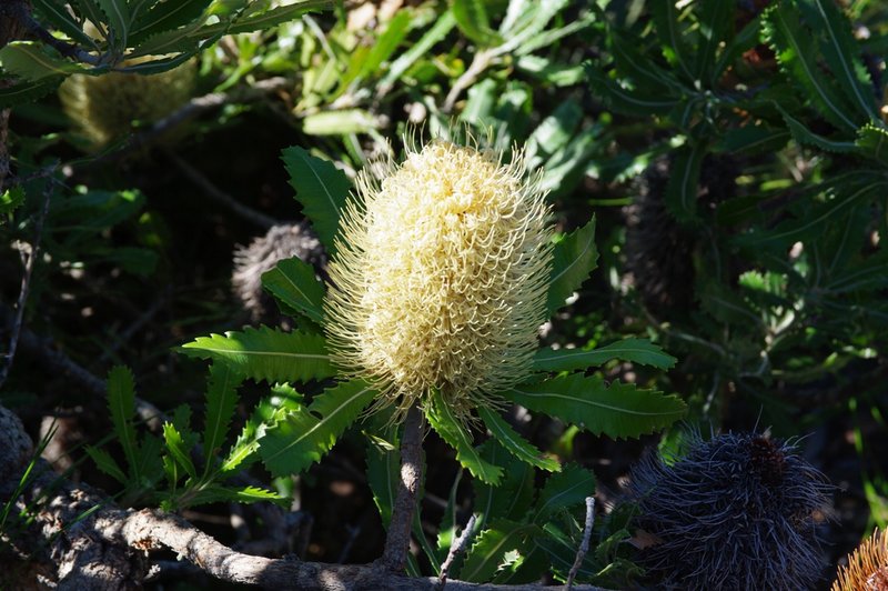 5588Banksia.JPG