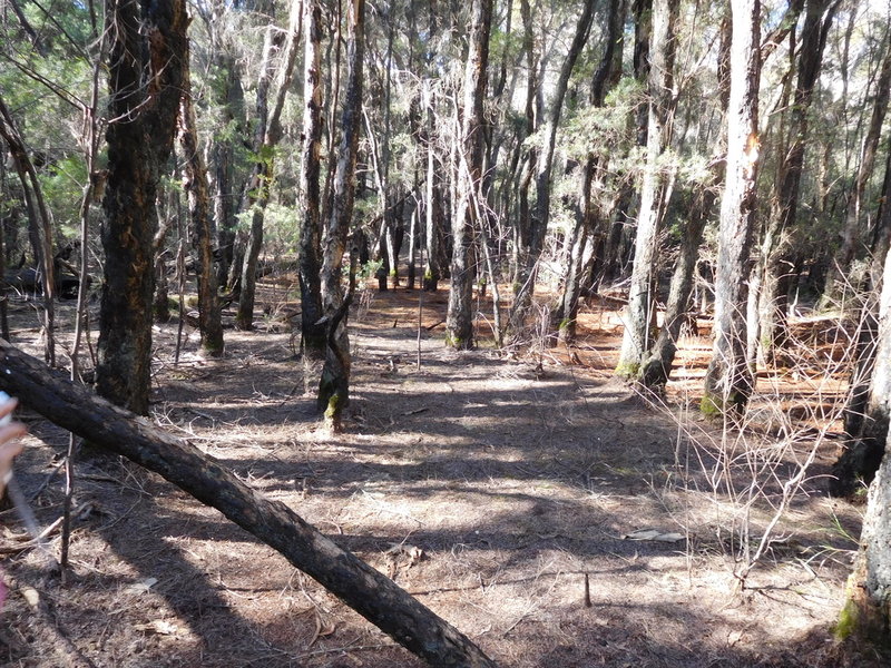 martinscreekswamp2017.jpg