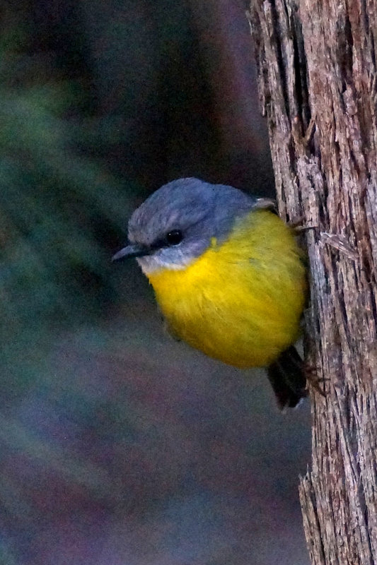 yellow robin 16618.jpg
