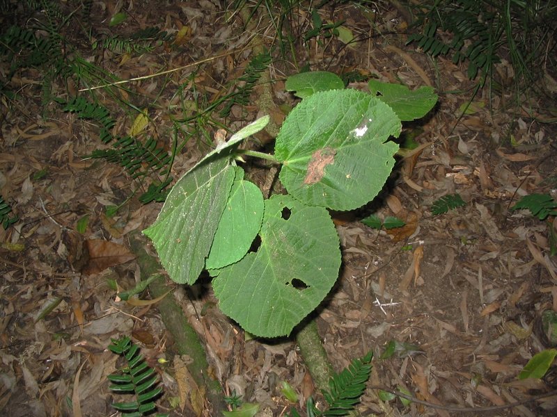 Stinging tree near Lake Yarrunga.jpg