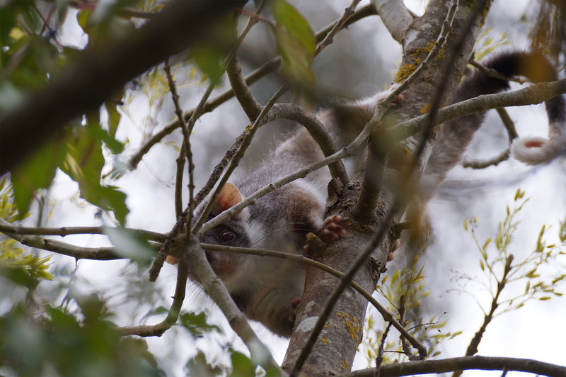 Ringtail-possum-130818.jpg