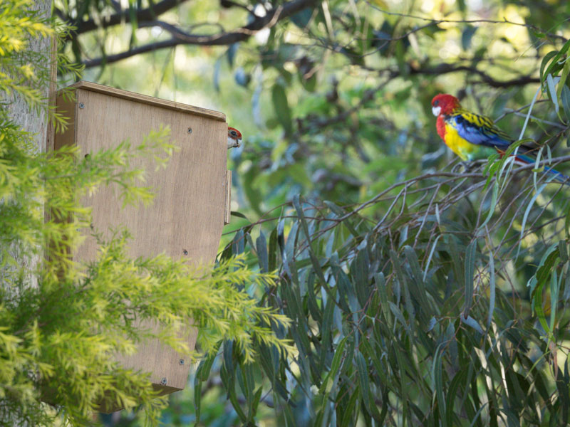 Eastern-Rosellas.jpg