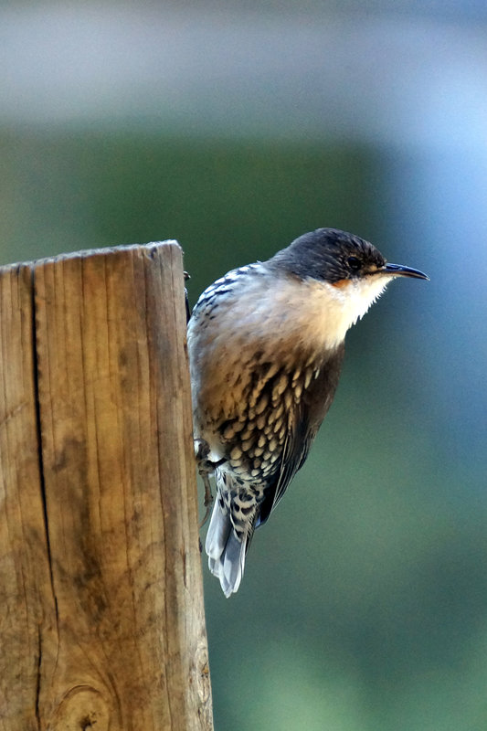 Tree Creeper 190918.jpg