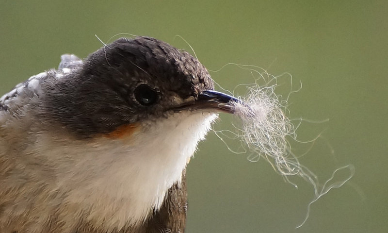 Treecreeper detail.jpg