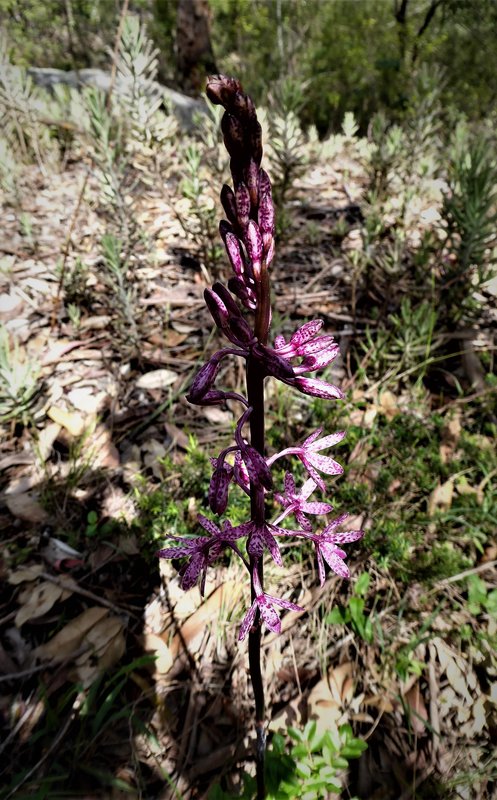 Hyacinth Orchid Smiths Creek.JPG