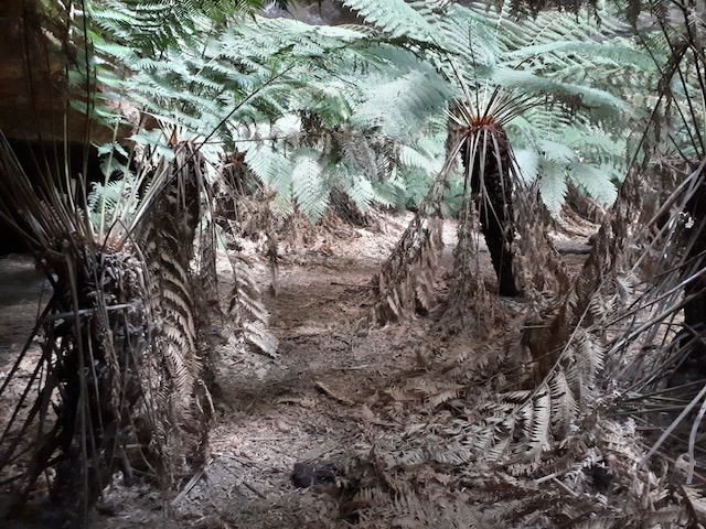 ferny-grotto.jpg