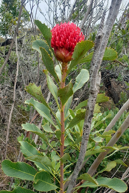 waratah2.jpg