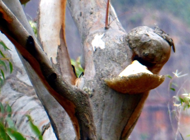 tree growth cropped.JPG