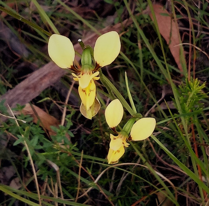Orchid 3.jpg