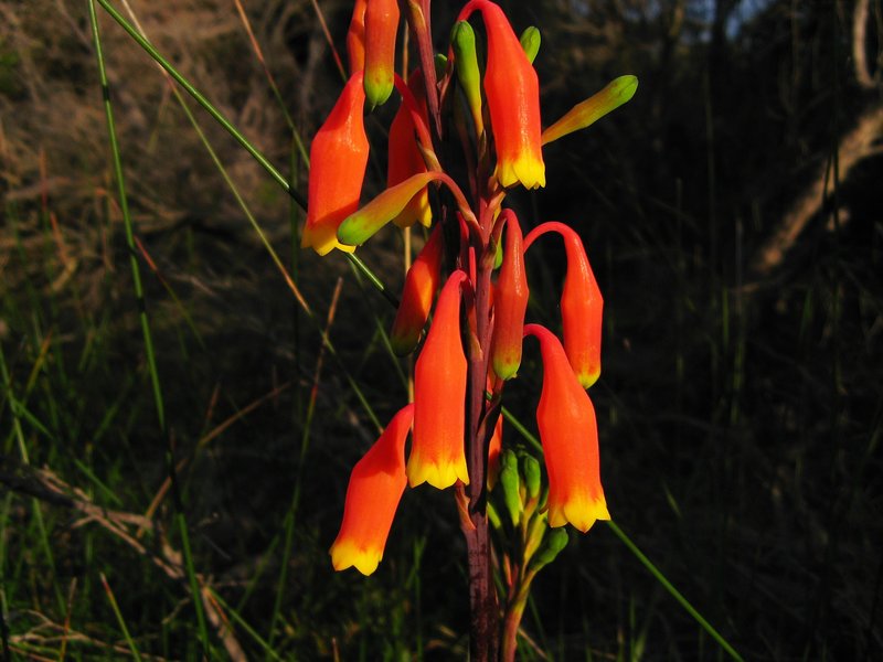 Blandfordia Curra Moors RNP.JPG